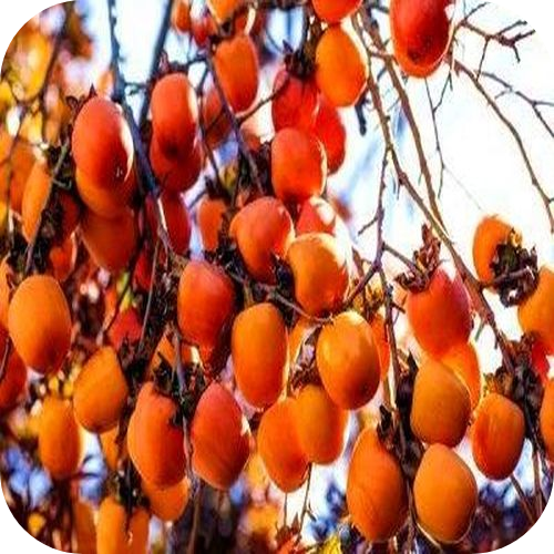 Саженцы Хурмы "Звездочка" > цена,  фото